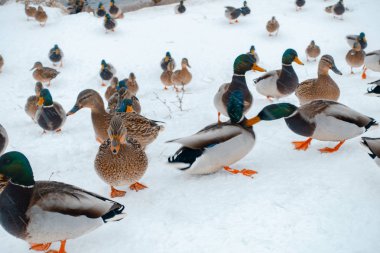 kışın aç ördekler