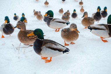 kışın aç ördekler