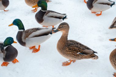 kışın aç ördekler