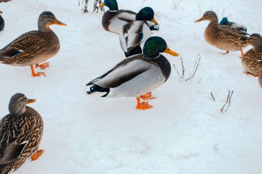 kışın aç ördekler