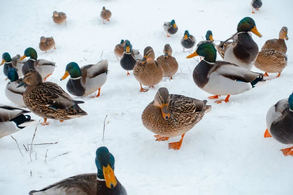 kışın aç ördekler