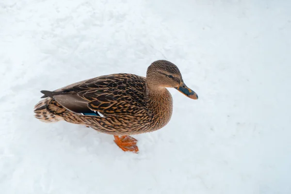 Patos famintos no inverno — Fotografia de Stock