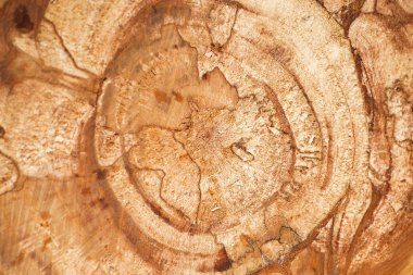 kesme ağacı makro doku. ahşap yakın