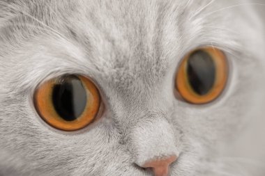 büyük kahverengi gözlü kedi yakın çekim portre