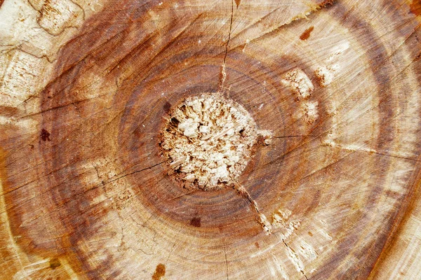 Textura de macro árvore de corte. a madeira está perto — Fotografia de Stock