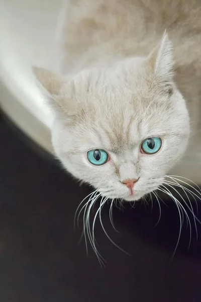 Ritratto di gatto carino con gli occhi verdi — Foto Stock