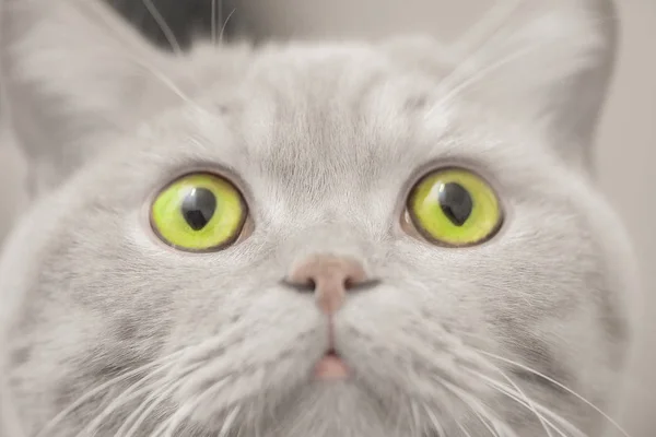 Портрет милой кошки с зелеными глазами — стоковое фото