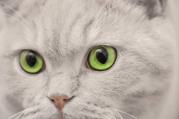 Retrato de gato cinza com olhos verdes — Fotografia de Stock