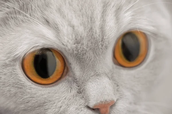 Primer plano retrato de gato con grandes ojos marrones —  Fotos de Stock