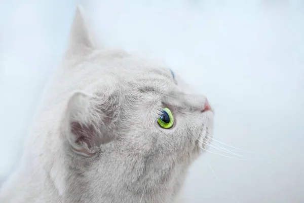 緑色の目を持つ灰色の猫の肖像画 — ストック写真