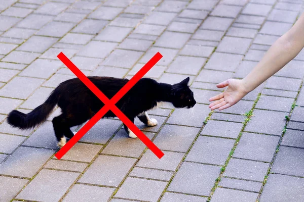 Ragazza tira una mano a un gatto senzatetto. pericolo concetto — Foto Stock