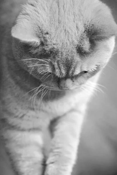 Gato bonito em preto e branco — Fotografia de Stock