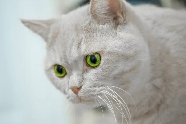 Retrato de um gato cinza bonito com — Fotografia de Stock