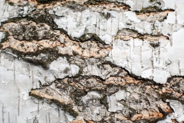 Beyaz huş ağacı kabuğu. Ahşap doku. arkaplan