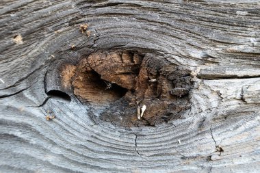 Doğal ahşap dokusu. Büyük kırık bir dal. makro. 