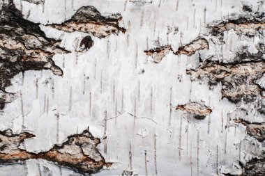 Beyaz huş ağacı kabuğu. Ahşap doku. arkaplan