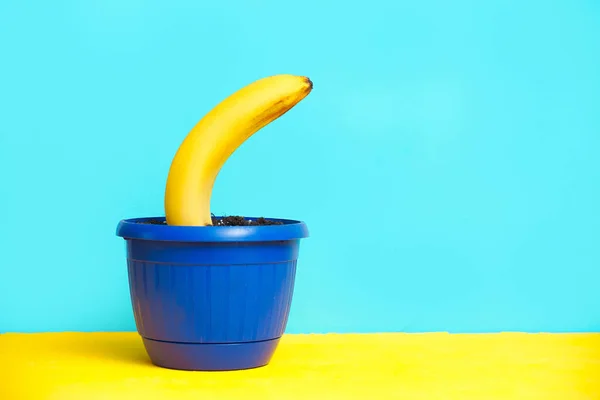 Plátano Amarillo Crece Suelo Una Maceta Combinación Colores Fondo Azul — Foto de Stock