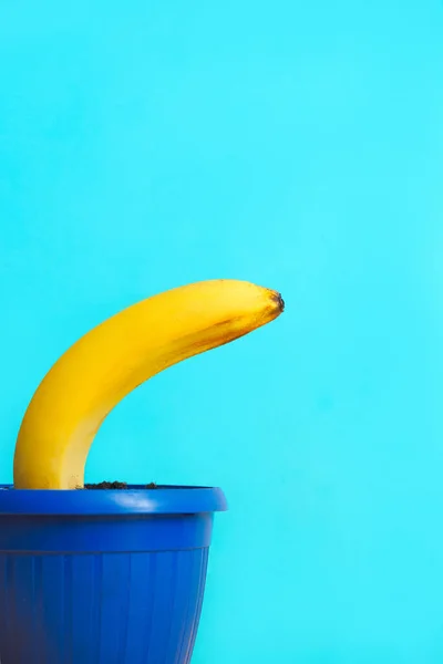 Plátano Amarillo Crece Una Maceta Fondo Azul — Foto de Stock
