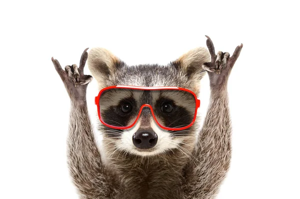 Portrait Funny Raccoon Sunglasses Showing Rock Gesture Isolated White Background — Stock Photo, Image