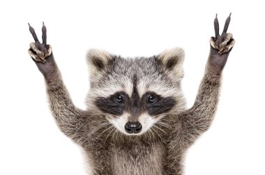 Portrait of a funny raccoon, showing a sign peace, isolated on white background clipart