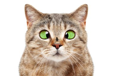 Portrait of funny cat with a fly on his nose, isolated on white background clipart