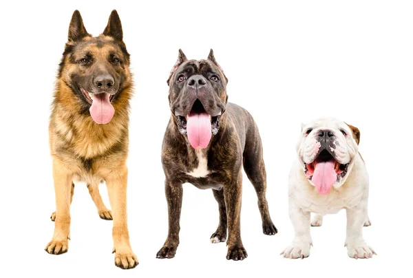 Три Собаки Стоят Вместе Изолированные Белом Фоне — стоковое фото