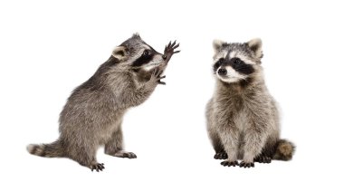 Two funny raccoons, isolated on white background clipart