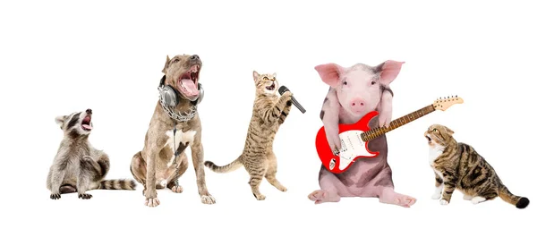 Skupina Hudebníků Cute Funny Zvířata Izolované Bílém Pozadí — Stock fotografie