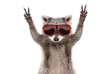 Portrait of a funny raccoon in sunglasses, showing a sign peace, isolated on white background clipart