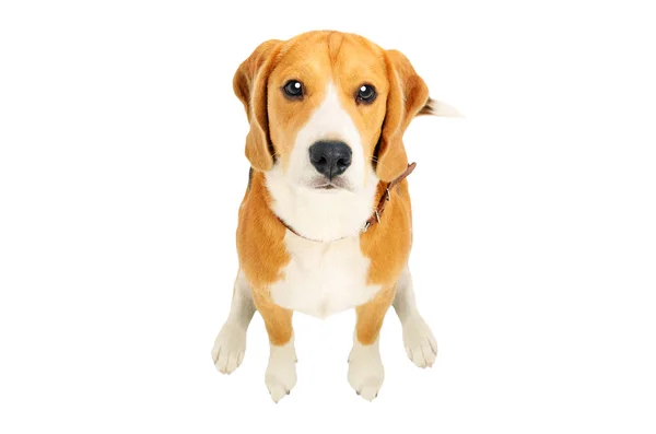 Retrato Cão Bonito Beagle Vista Superior Isolado Fundo Branco — Fotografia de Stock