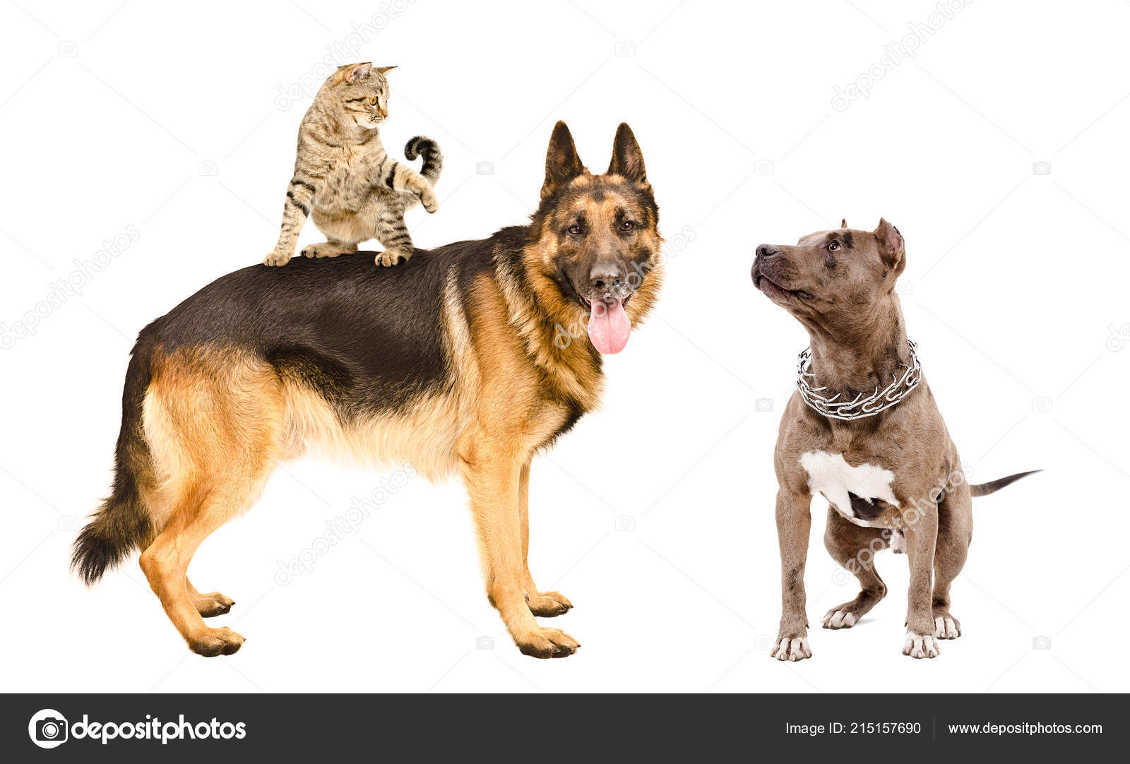 Katze Und Hunde Zusammen Spielen Isolierten Auf Weißen