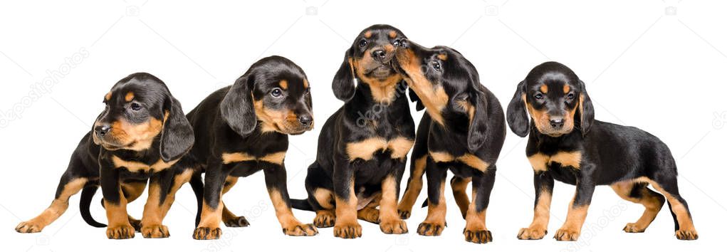 Five cute puppies together, isolated on white background