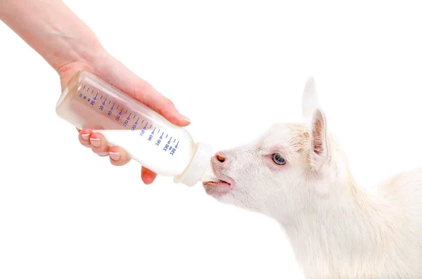 Fütterung Einer Niedlichen Kleinen Ziege Isoliert Auf Weißem Hintergrund — Stockfoto
