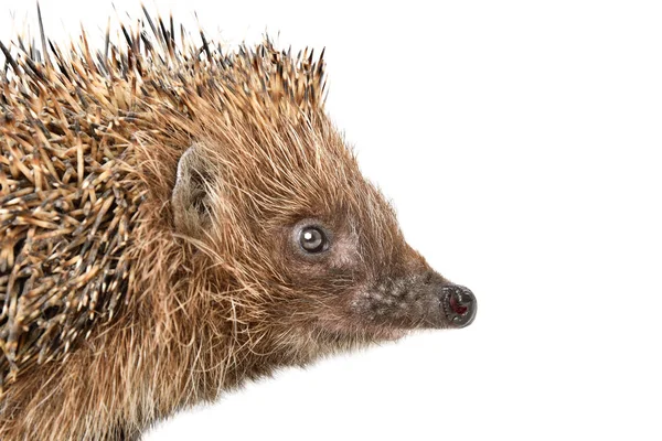 Portret Van Een Leuk Nieuwsgierig Egel Close Profiel Geïsoleerd Witte — Stockfoto