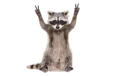Funny raccoon, showing a sign peace, isolated on white background clipart