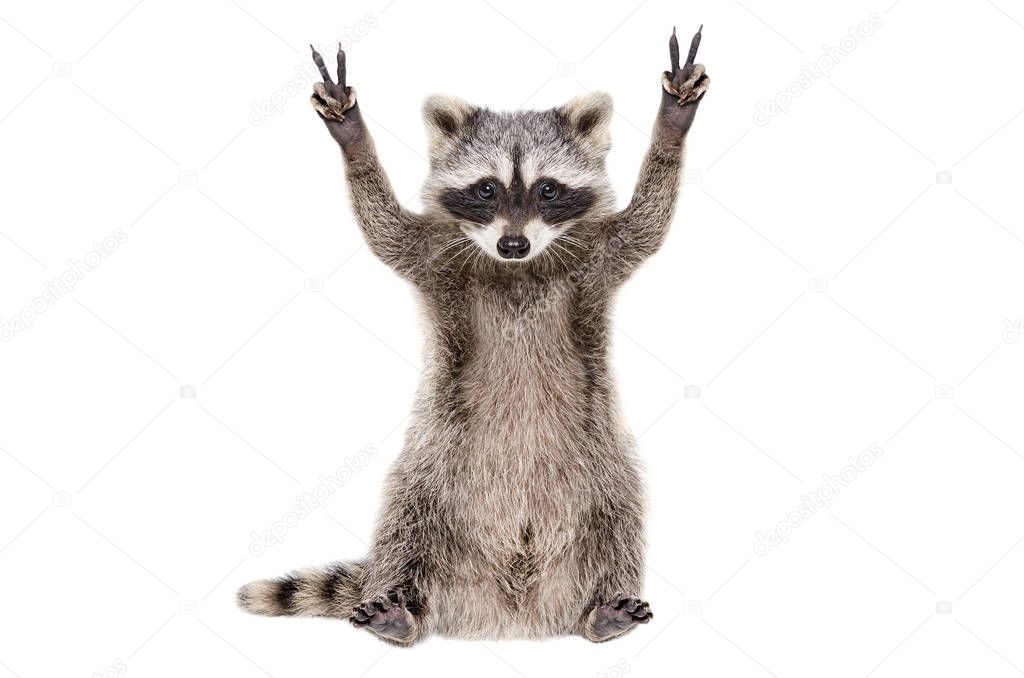 Funny raccoon, showing a sign peace, isolated on white background