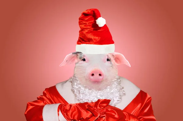 Портрет Cute Piggy Костюмі Санта Клауса Червоному Тлі — стокове фото