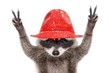 Portrait of a funny raccoon in a red hat, showing a sign peace, isolated on white background clipart