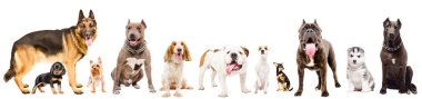 Beyaz arka plan üzerinde izole onbir sevimli köpeklerin Grup