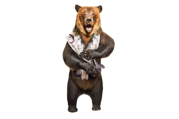 Medvěd Hnědý Tlapky Pstruh Izolované Bílém Pozadí — Stock fotografie