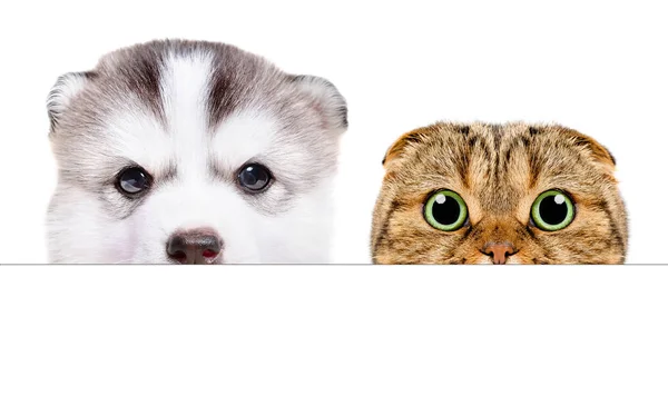 Portrait Siberian Husky Puppy Scottish Fold Cat Peeking Banner Isolated — Stock Photo, Image