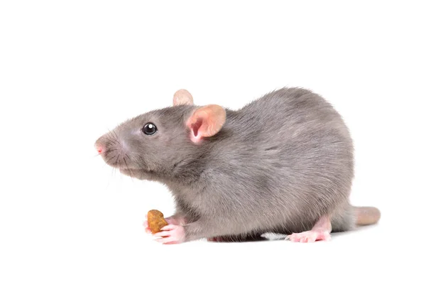 一只老鼠的肖像在它的爪子 查出在白色背景的食物 — 图库照片