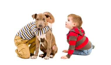 İki erkek ve bir çukur boğa köpek yavrusu oynarken birlikte, beyaz arka plan üzerinde izole