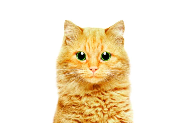 Πορτρέτο Του Όμορφη Τζίντζερ Γάτα Πράσινα Μάτια Closeup Απομονώνονται Λευκό — Φωτογραφία Αρχείου