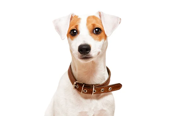 Lindo Perro Joven Raza Jack Russell Terrier Aislado Sobre Fondo — Foto de Stock