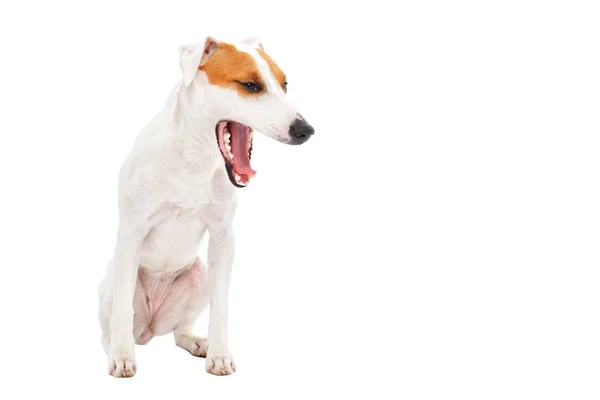 Gapende Hondenras Parson Russell Terrier Vergadering Geïsoleerd Witte Achtergrond — Stockfoto