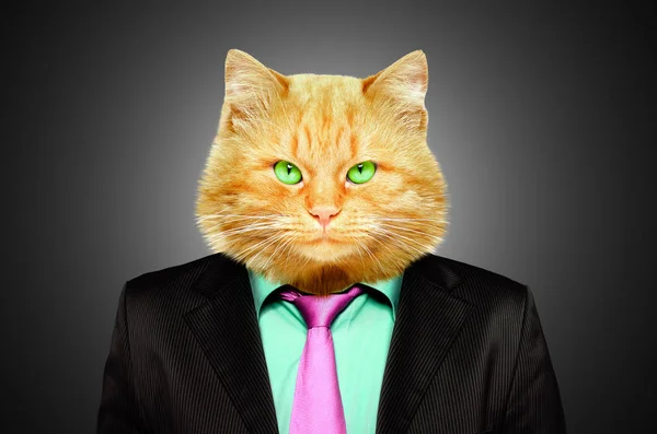 Portrét Závažné Kočičí Obleku — Stock fotografie