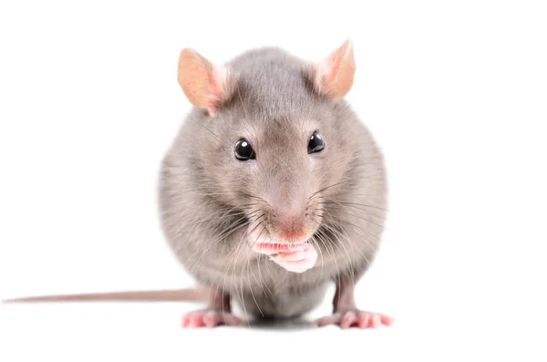 面白いネズミは 白い背景で隔離の肖像画 — ストック写真
