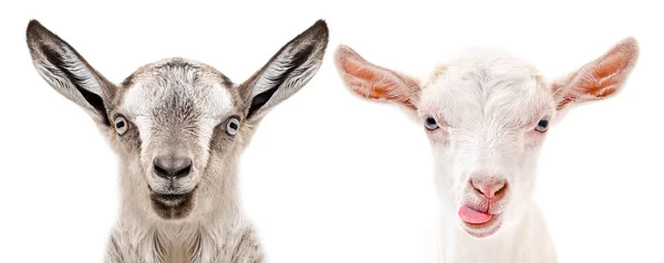 Retrato Cabras Sérias Alegres Isoladas Sobre Fundo Branco — Fotografia de Stock