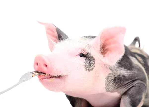 배경에 포크로 귀여운 돼지의 초상화 — 스톡 사진